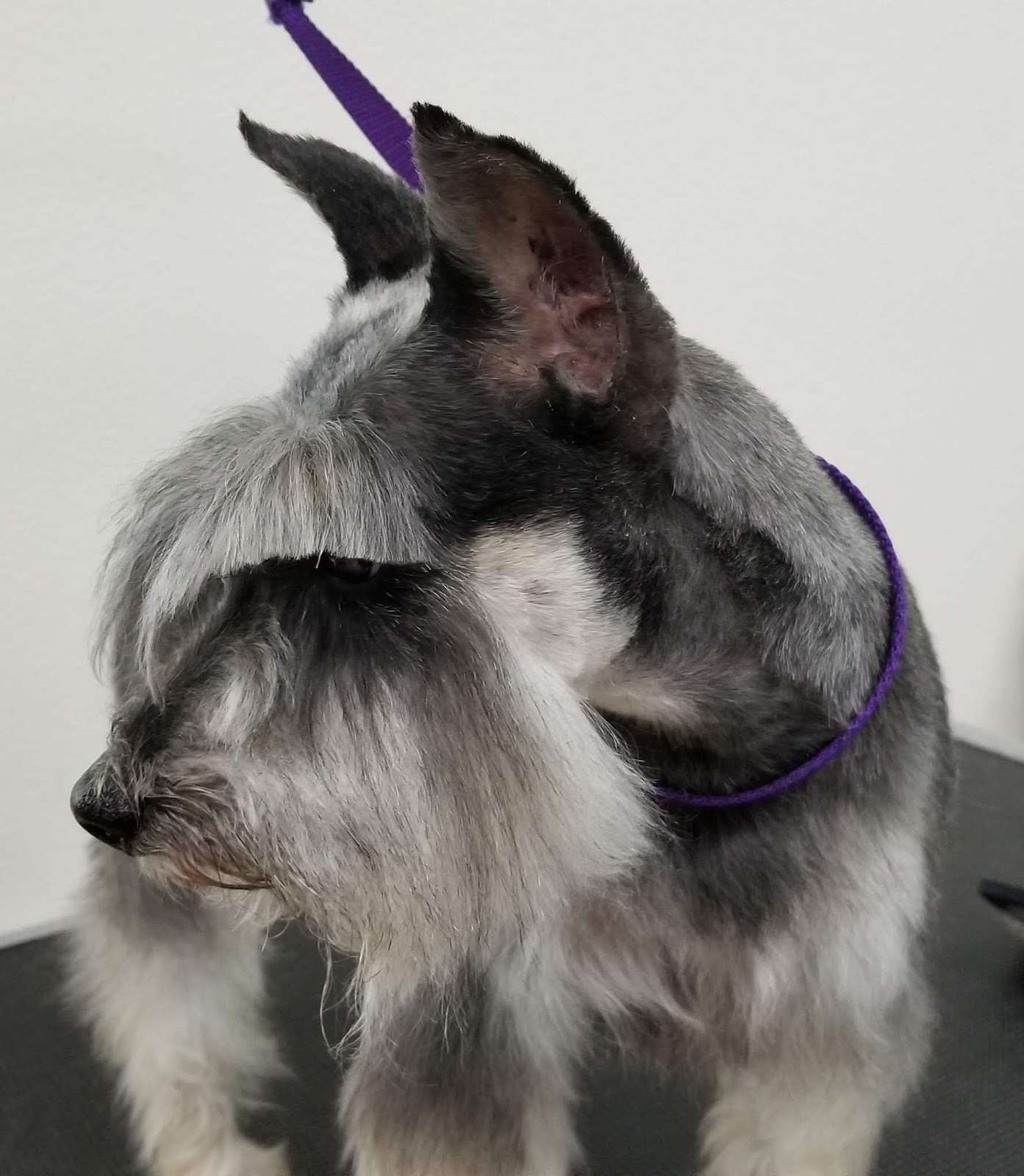 Hours Jess and Cooper Pet Grooming