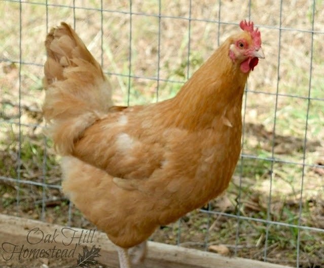 Buff orpington hen in chicken run