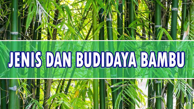 jenis dan Budidaya bambu