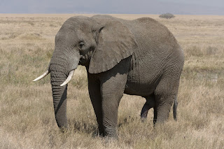 Tanzanyadaki bir Afrika fili