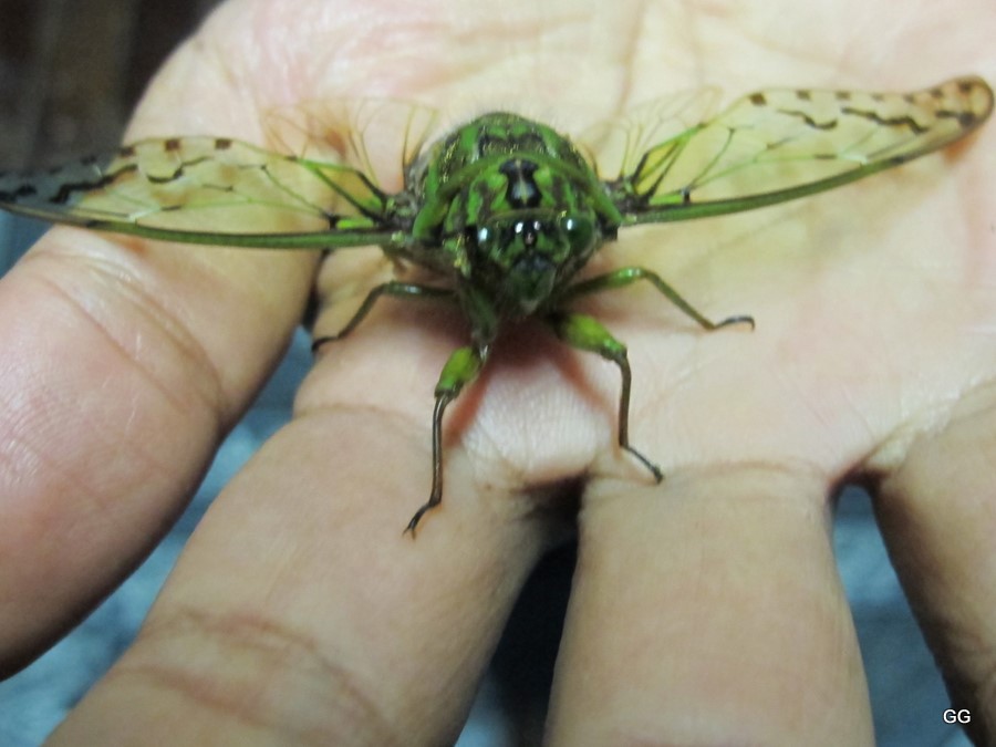 Nature Wonders Gershonized: Papua New Guinea Plants and Insects 9_2011