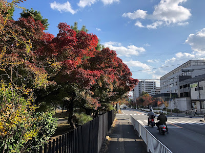 以楽公園 秋の限定開放・美しい紅葉の日本庭園