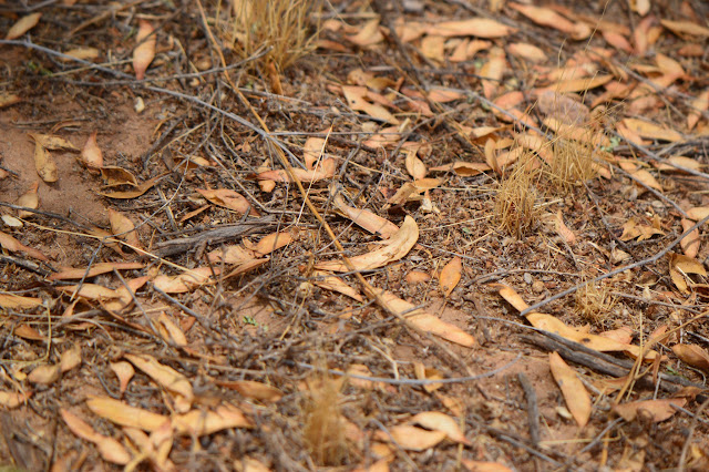 tree watching meme, parkinsonia florida, blue palo verde, desert tree, seedpods