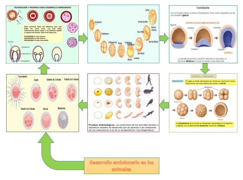 Desarrollo embrionario EN LOS ANIMALES