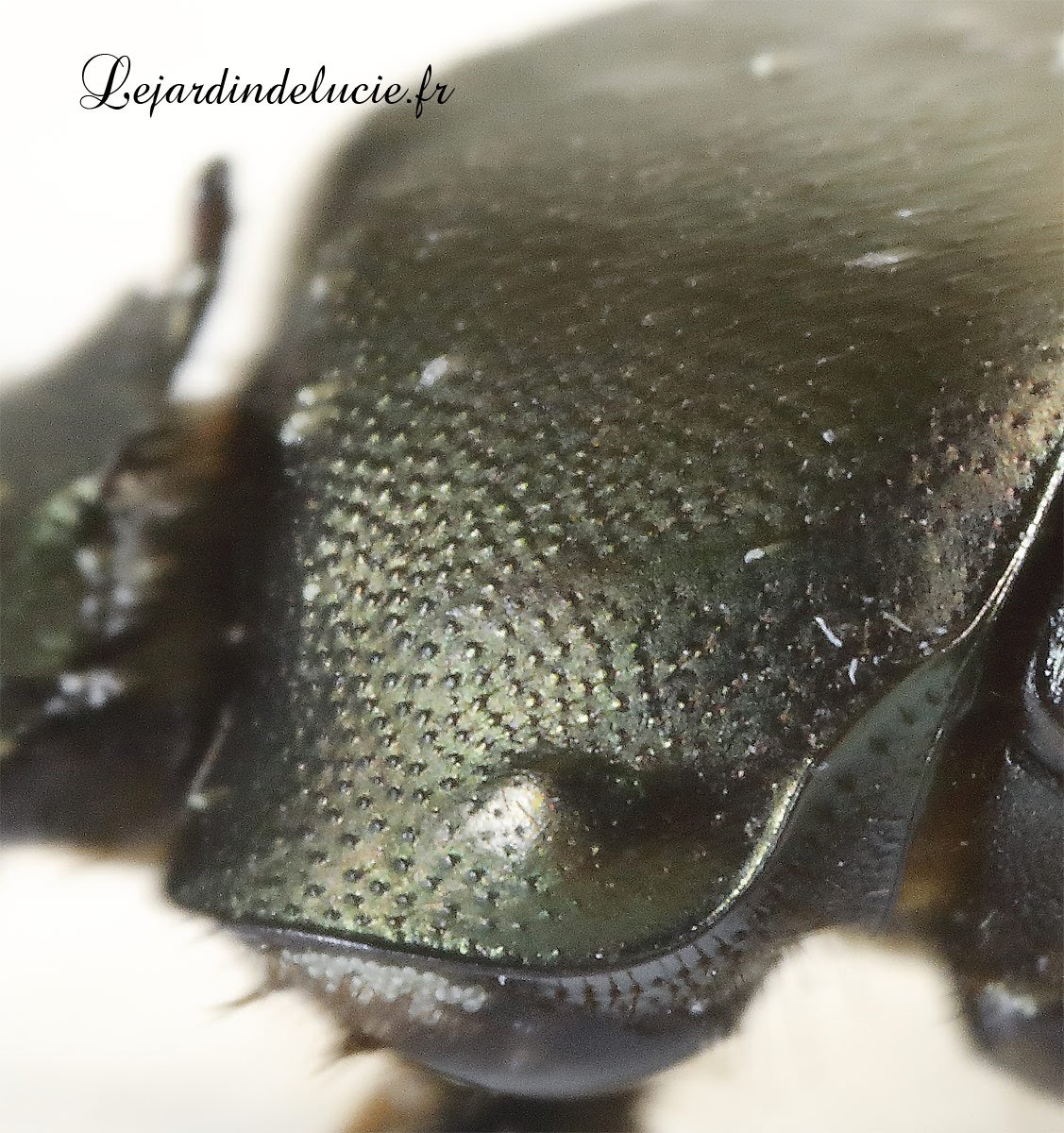 Onthophagus vacca mâle, un coléo à la tête ornée!