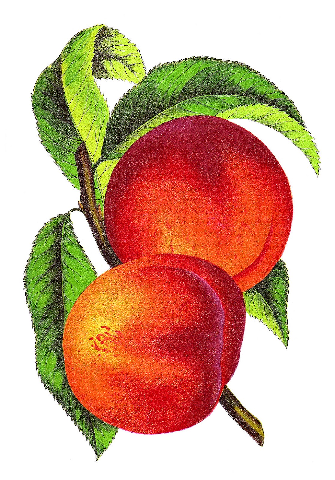 free fruit clipart pictures - photo #42