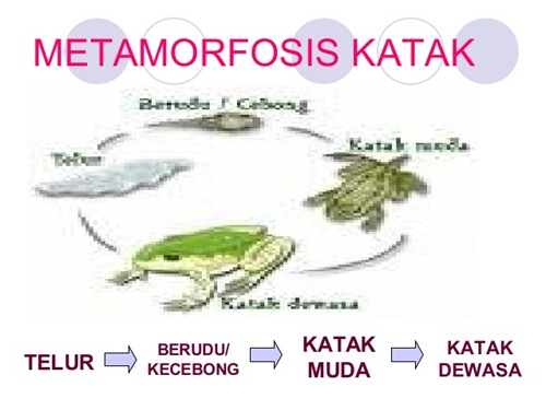metamorfosis katak dan kupu-kupu