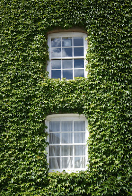 نبات الهيدرا English Ivy