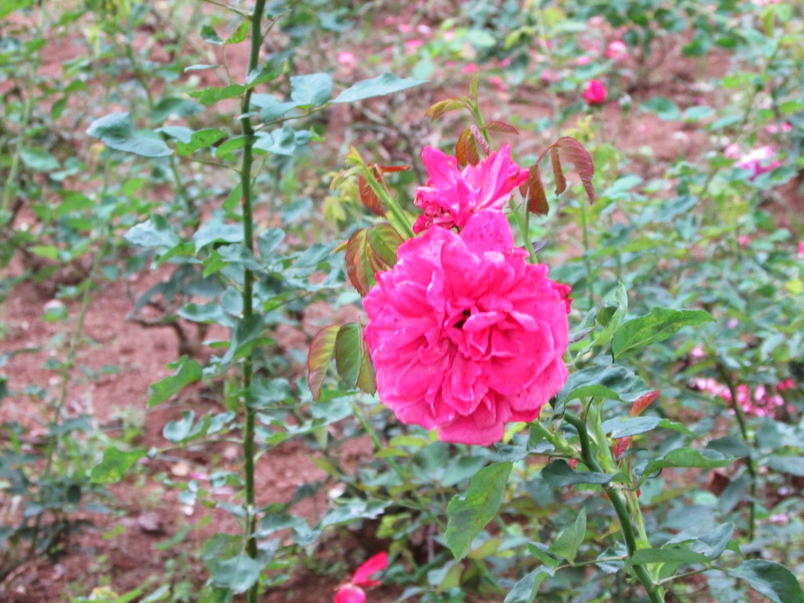 Tamilnadu Tourism Rose Garden, Yercaud