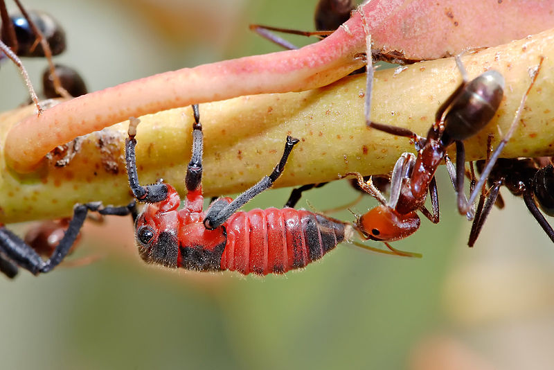 Nymph Insects Morphology