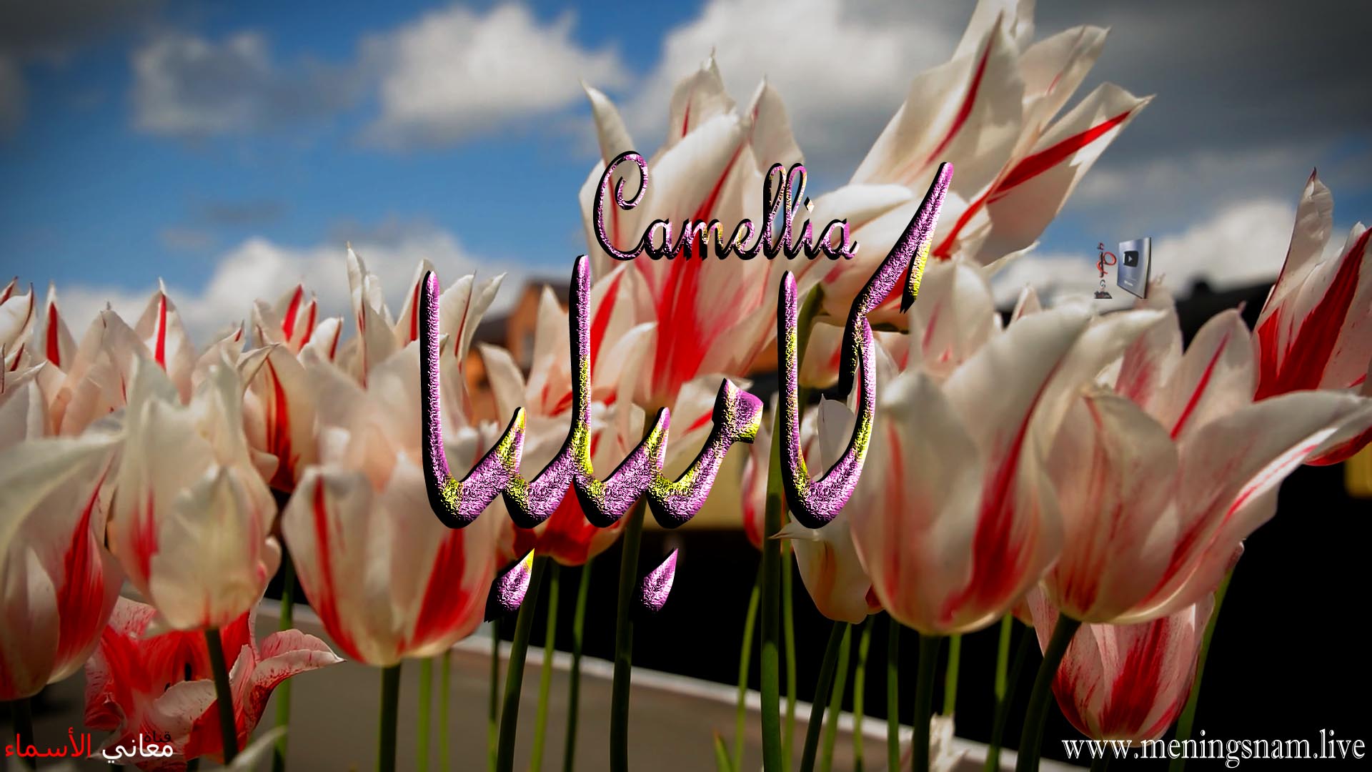 معنى اسم, كاميليا, وصفات ,حاملة, هذا الاسم, Camellia,