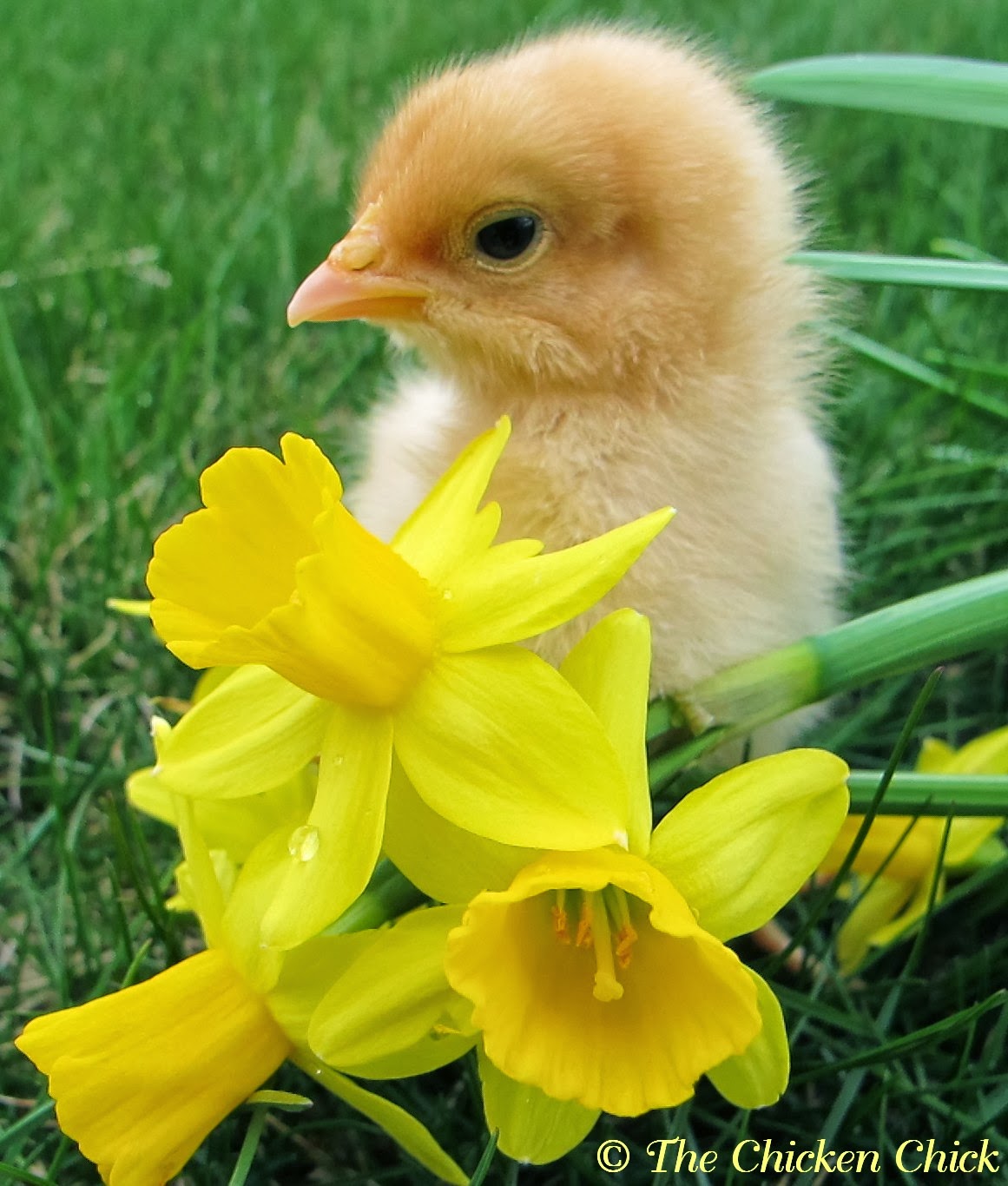 For a billion and one reasons, I use an EcoGlow Brooder, not the least of which is because heat lamps are supremely dangerous even when used properly. 