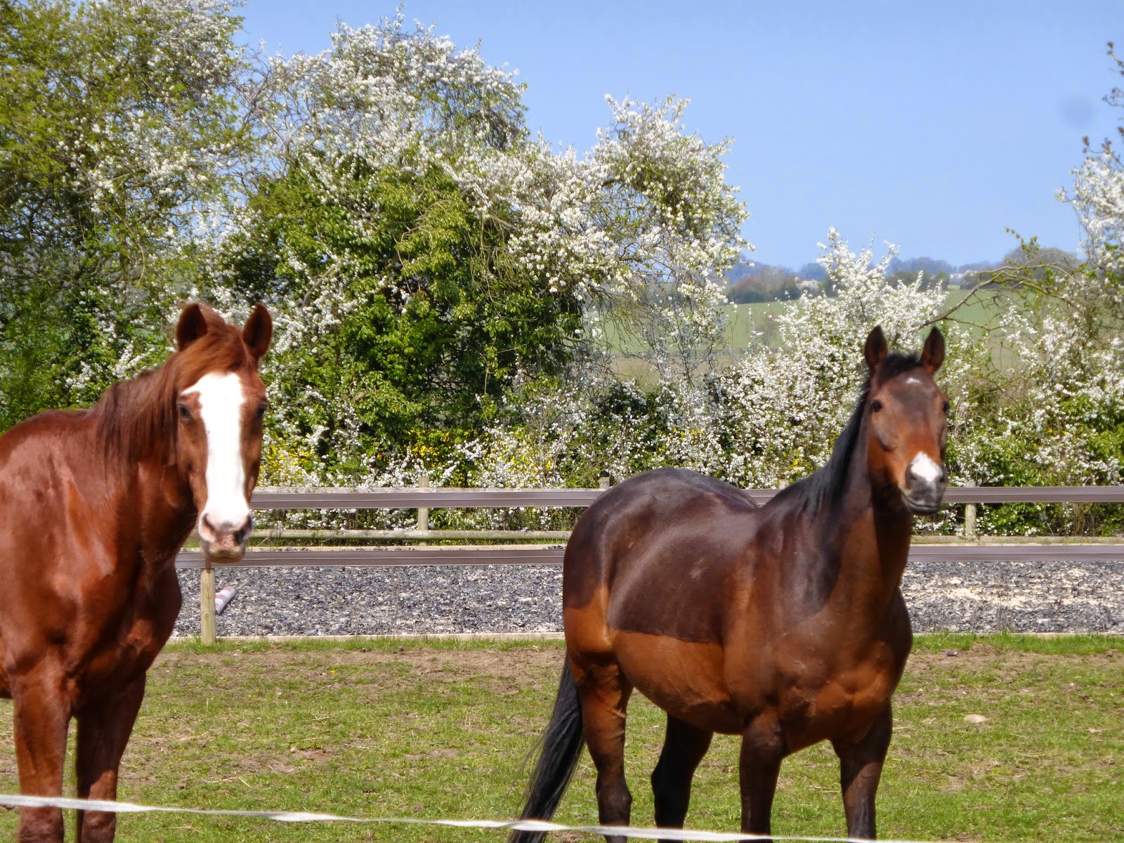 Horse Life and Love All About.... Worming