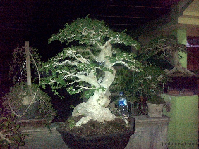 Keunikan Tanaman Bonsai Serut