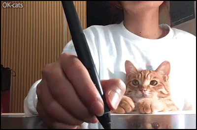 Funny Cat GIF • When your cat wants your pen in order to write his own story Funny Cat GIF • When your cat wants your pen in order to write his own story
