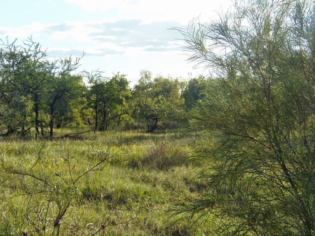 Solo Steve On The Road NEWCASTLE CREEK BRIDGE, A TRUE FREE CAMP