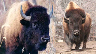 bison pictures