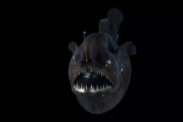 أكثر 10 كائنات تمتلك وجهاً مرعباً Angler_fish-580a1c005f9b58564c51aa8e