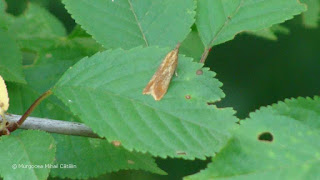 Dichomeris ustalella DSC161109