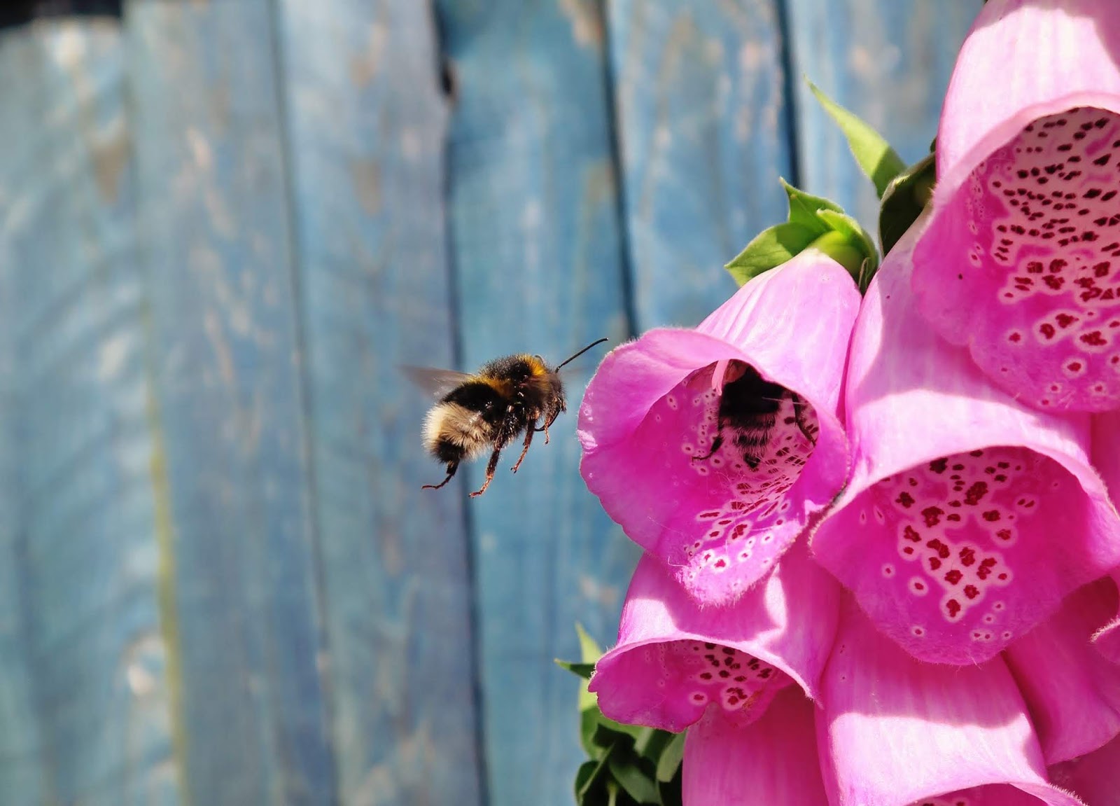 10 Tips to have a bee friendly garden this summer Pin Life Blog