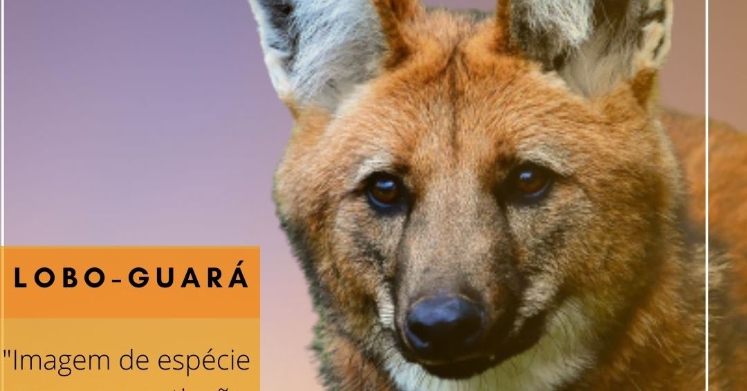 Imagem de loboguará na cédula de R200 pode trazer mais destaque à espécie que poderá estar em Imagem de loboguará na cédula de R200 pode trazer mais destaque à espécie que poderá estar em