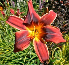 Party Array daylily