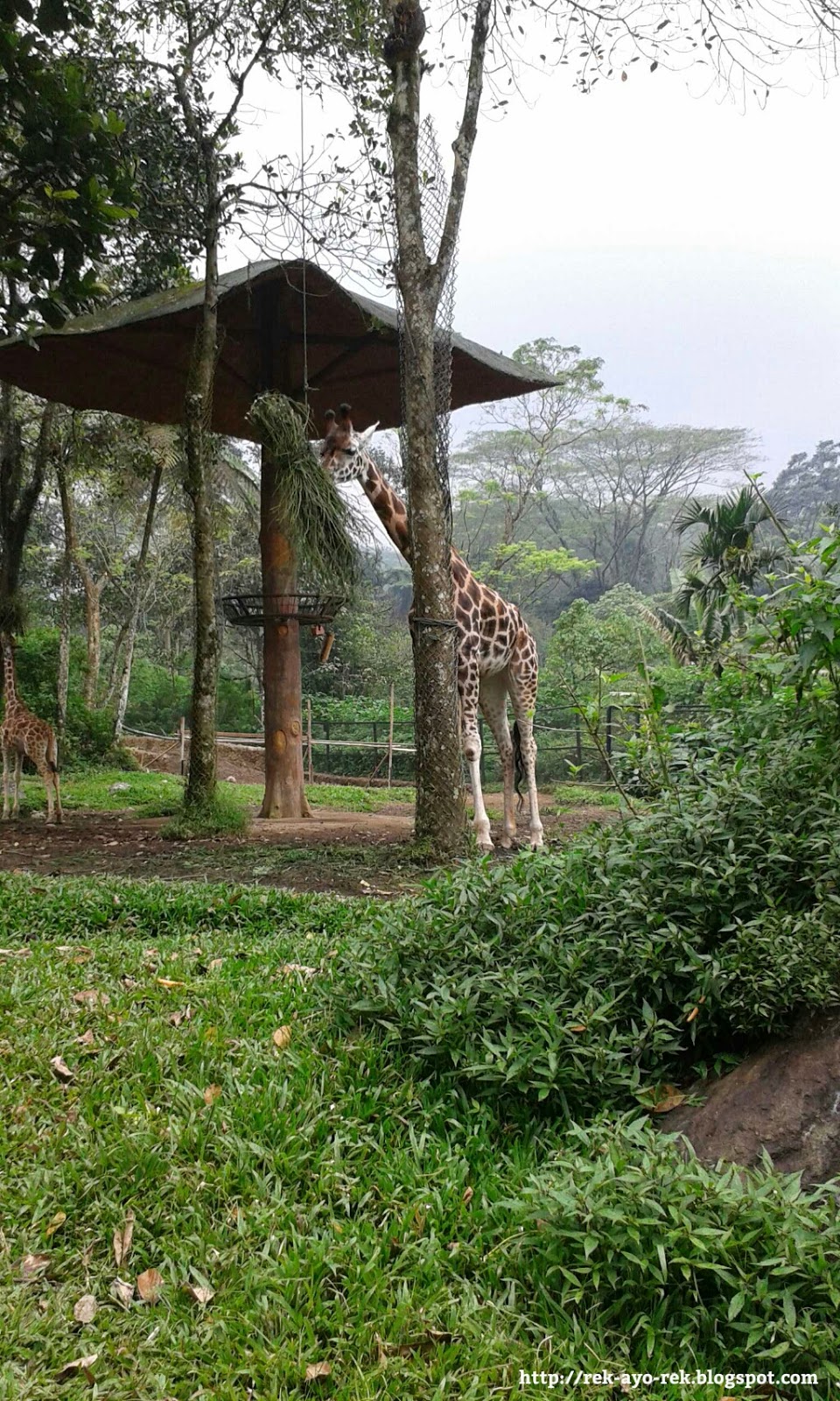 Wisata Taman Safari Indonesia Cisarua Puncak (foto aneka