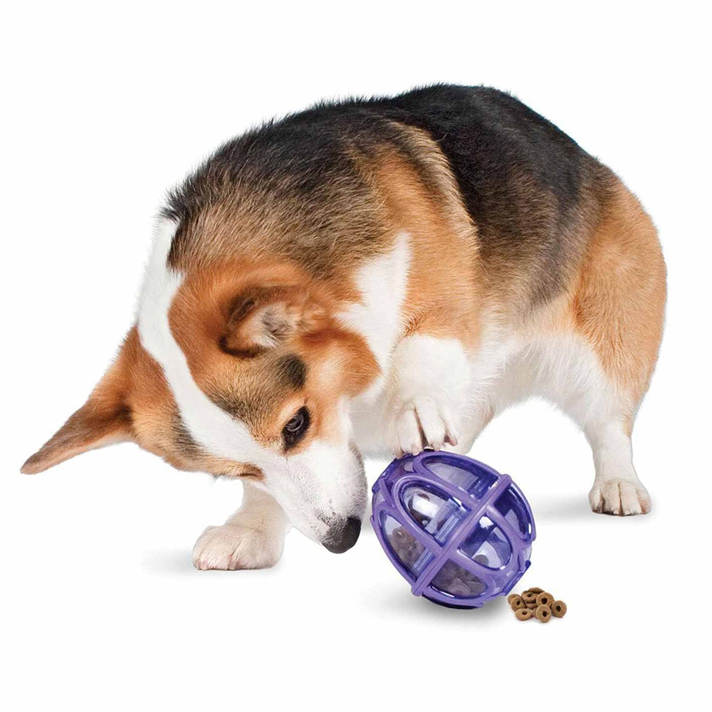 12 Boredom Busters for your Dogs Australian Dog Lover