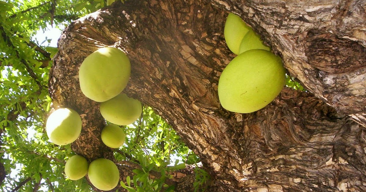 TÓNICO PULMONAR YAHWEH GUAJE CIRIAL O