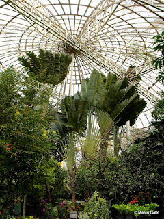 JARDÍN DE MARIPOSAS, BANGKOK. TAILANDIA 