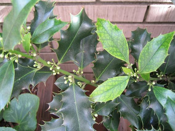 Blog de Dorisalon: Otras plantas que despiertan