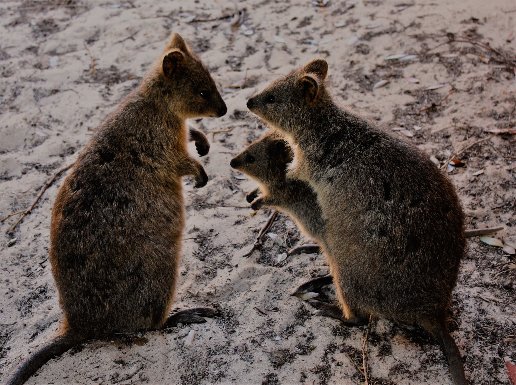 Quokka Habits, Diet and Other Facts