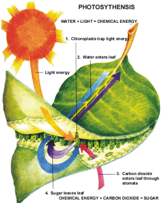 Photosynthesis as a Means of Autotrophic Nutrition Photosynthesis as a Means of Autotrophic Nutrition