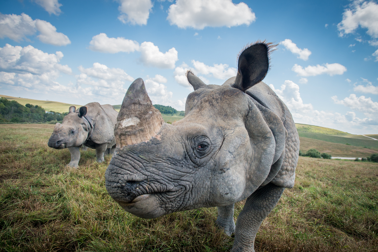 Great rhino