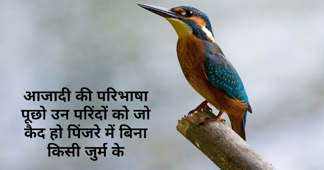 Birds Shayari