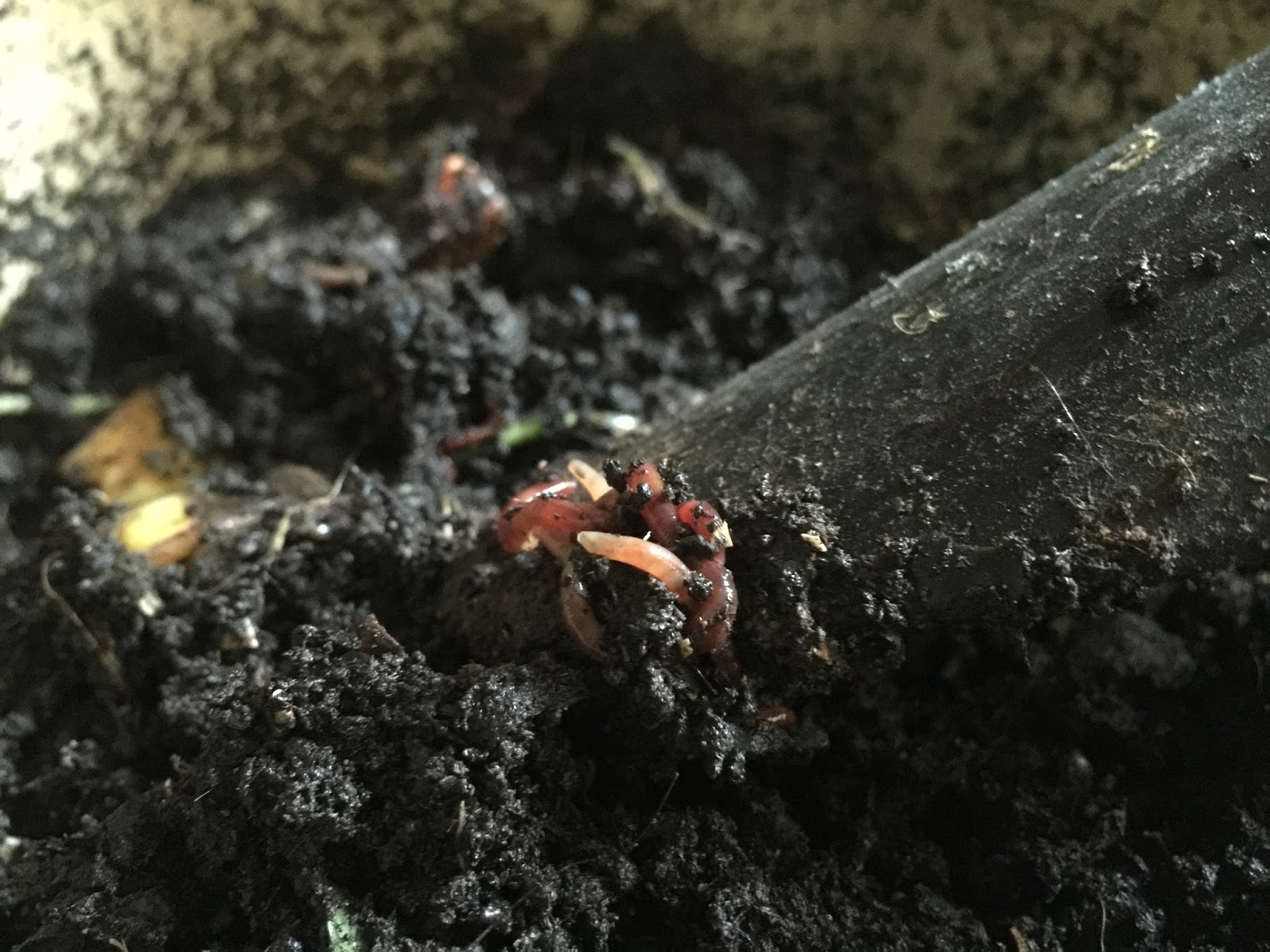 PetuniaLee™ Worm Farm