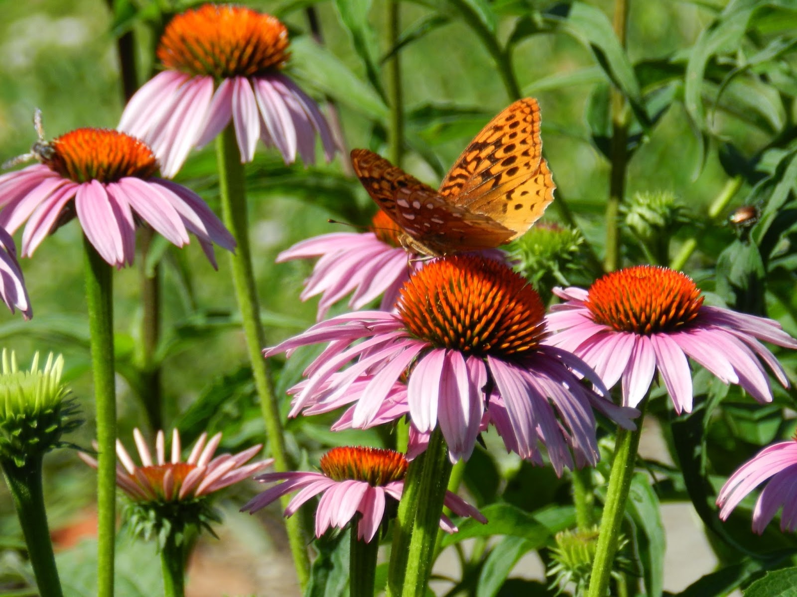 Prairie Rose's Garden In Love with Coneflowers