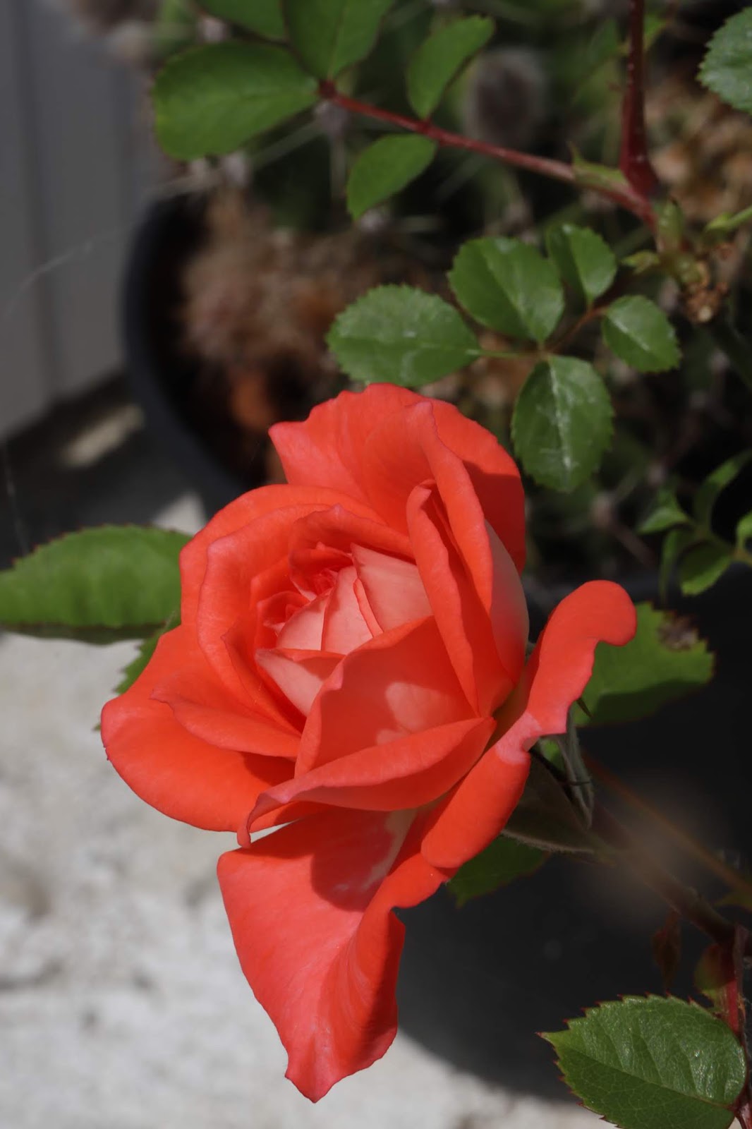 Souped-up Garden: Gardening in the Time of Covid-19, Part III ...