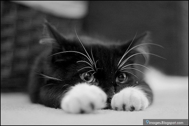 kitten-sad-alone-cute-cat.jpg