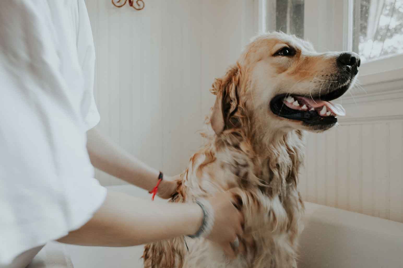 How To Find The Right Shampoo For Your Pet