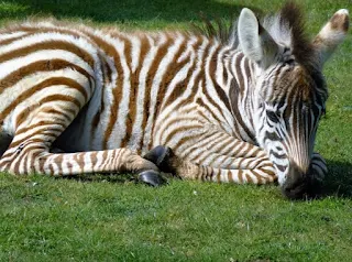 Zebra foals are born with brown and white stripes.