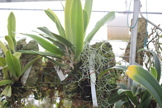 , Visita alle serre di Giulio Celandroni, diarid'orchidee