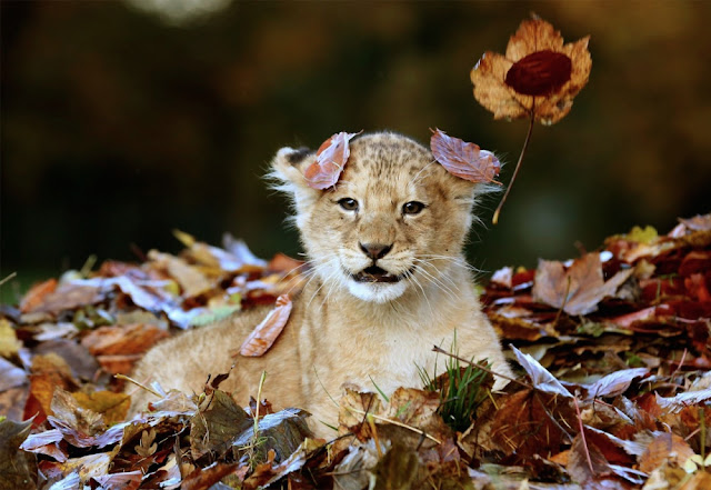 Очаровательные фото молодой львицы