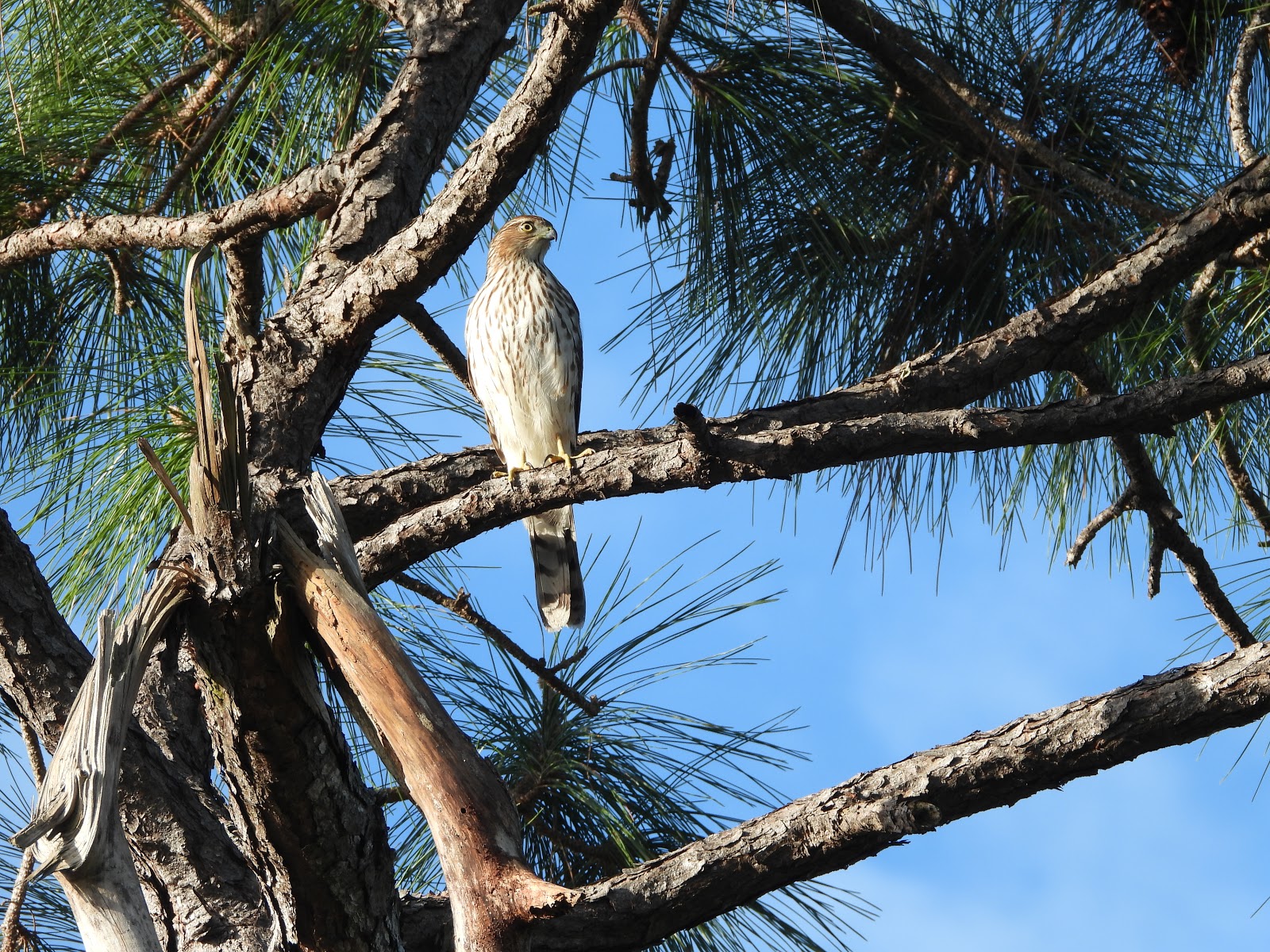 Bird & Travel Photos, Birding Sites, Bird Information JUVENILE COOPER
