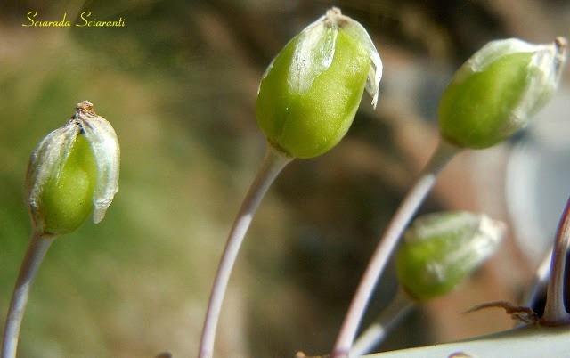 Scilla marittima