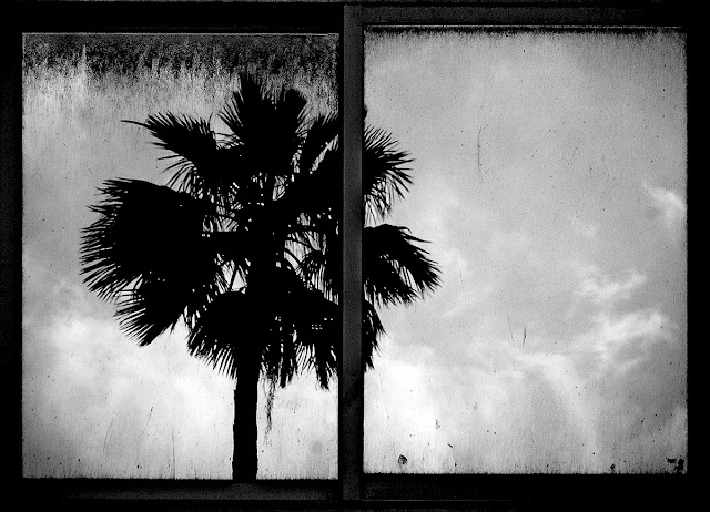 Susanne Stoop - visual arts: Palm tree window