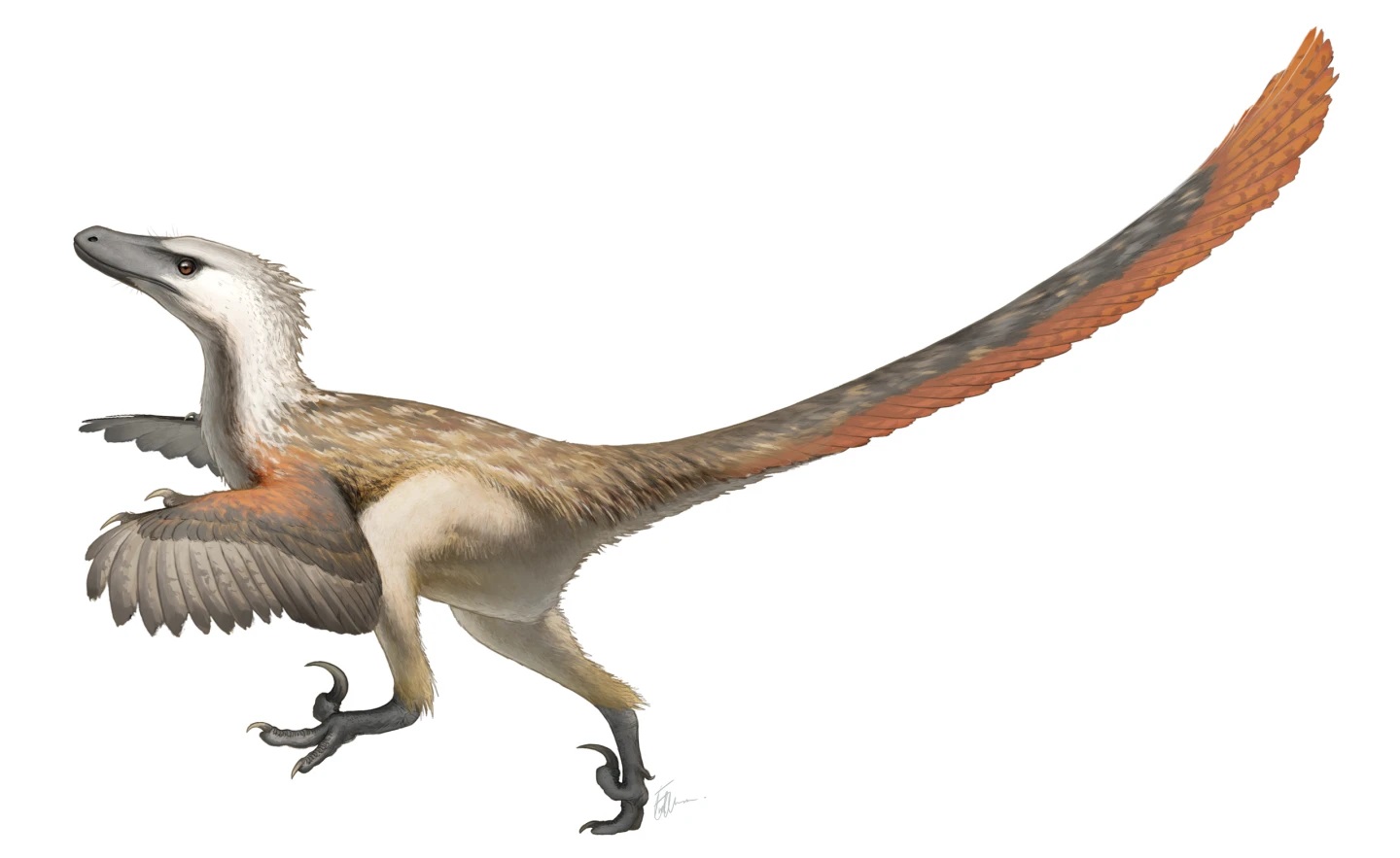 New ‘Feathered Dinosaur’ Was One Of Earth’s Last Surviving Raptors Roaming 67million Years Ago Dinebellator