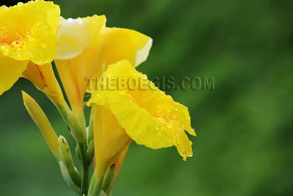 Benefits of Flower Tasbih efficacy for body health Benefits of Flower Tasbih efficacy for body health