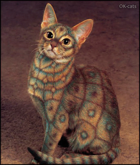 Art Cat GIF • Amazing Abyssinian Cat with flashing spots on his fur and flashing eyes Art Cat GIF • Amazing Abyssinian Cat with flashing spots on his fur and flashing eyes