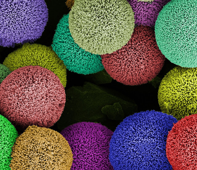 Рис. 1. «Ёжики» — частицы с наноразмерными складками на поверхности, образованными наращиванием жёсткой нанопроволоки из оксида цинка ZnO на полимерных микрошариках (фото Joong Hwan Bahng, University of Michigan — Ann Arbor).